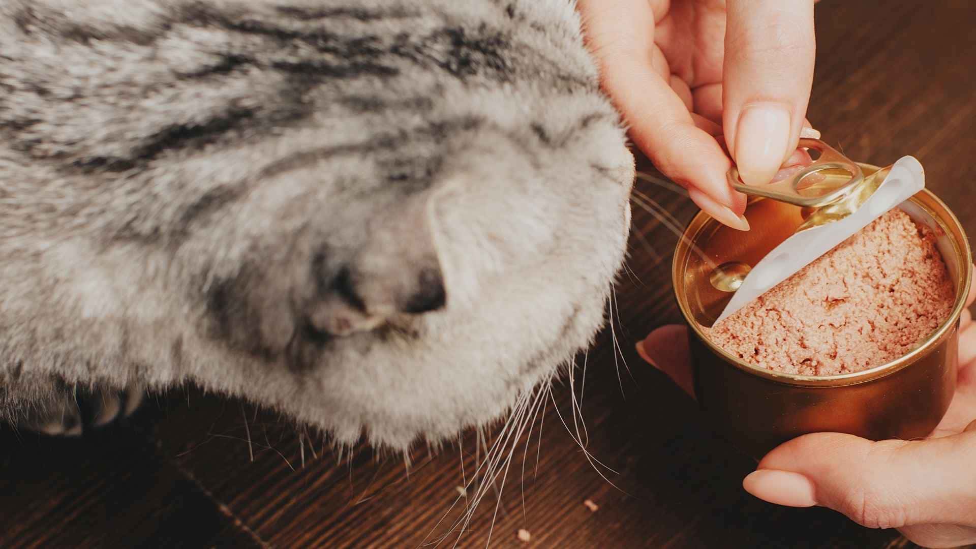 Comida humeda para gatos